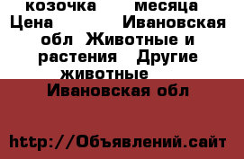 козочка 2,5  месяца › Цена ­ 1 300 - Ивановская обл. Животные и растения » Другие животные   . Ивановская обл.